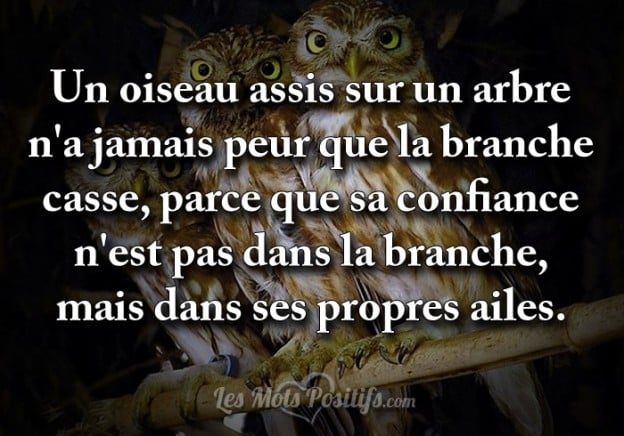 oiseaubranche-624x436.jpg (624Ã436)