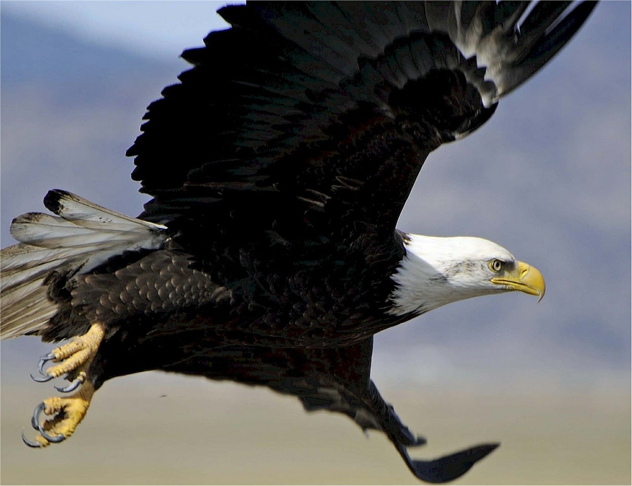 Citation Après avoir lu ce que cet aigle a fait, vous n’abandonnerez plus jamais