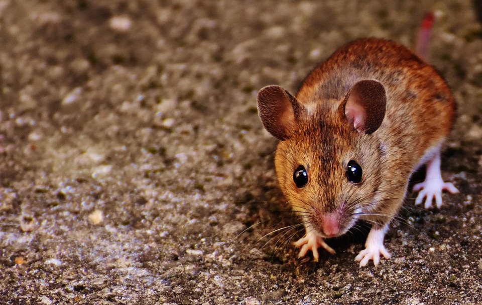 Citation L’homme qui croyait être une souris