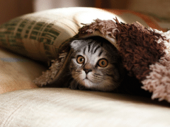 Les chats vous protègent vous et votre maison des fantômes et des esprits négatifs