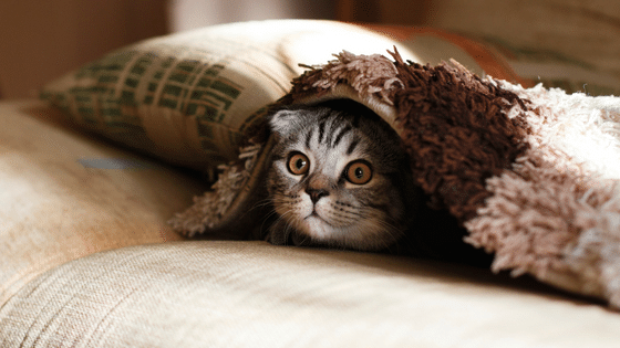 Les chats vous protègent vous et votre maison des fantômes et des esprits négatifs