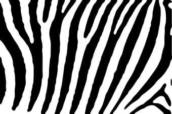 zebra-938706_960_720