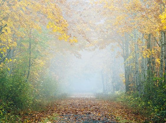 L’ÉQUINOXE D’AUTOMNE au service de la Métamorphose Intérieure…