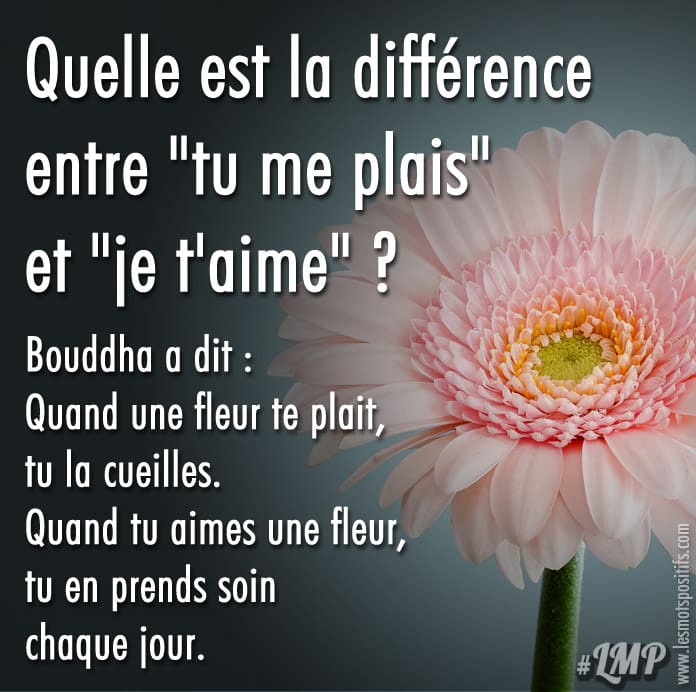 Citation Quelle est la différence entre « tu me plais » et « je t’aime » ?