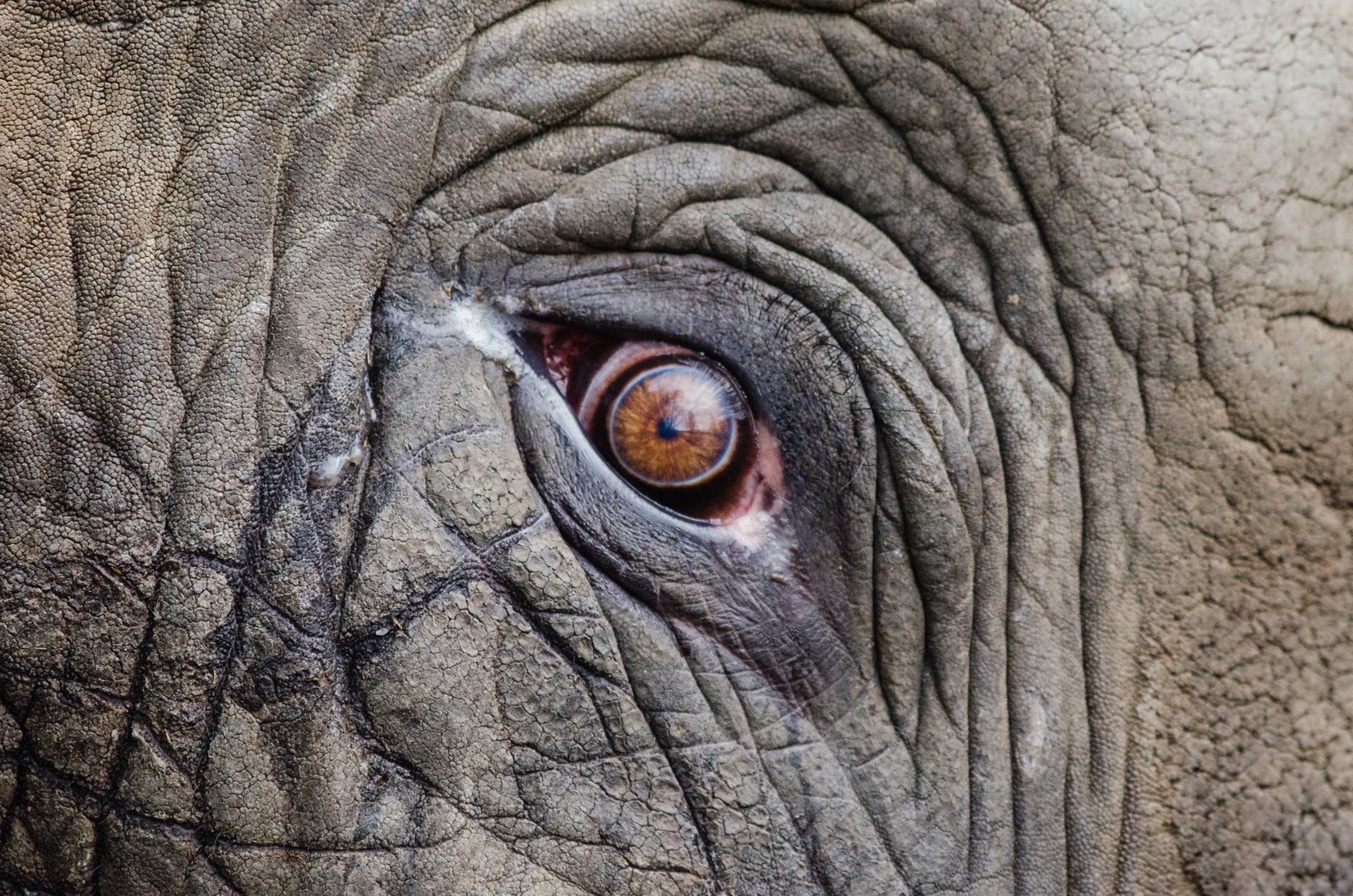 L’éléphant, la cordelette et tes chaînes invisibles