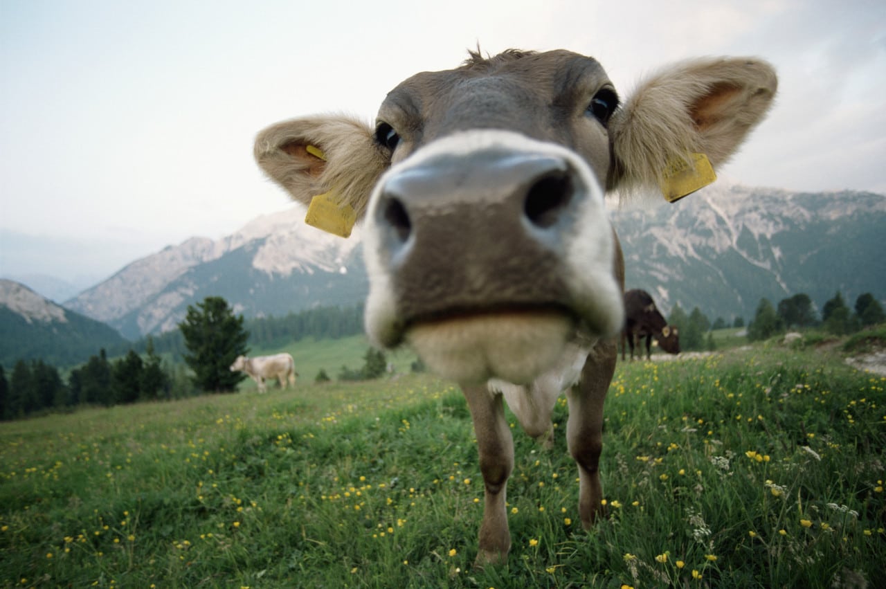 Citation Manger de la viande en conscience