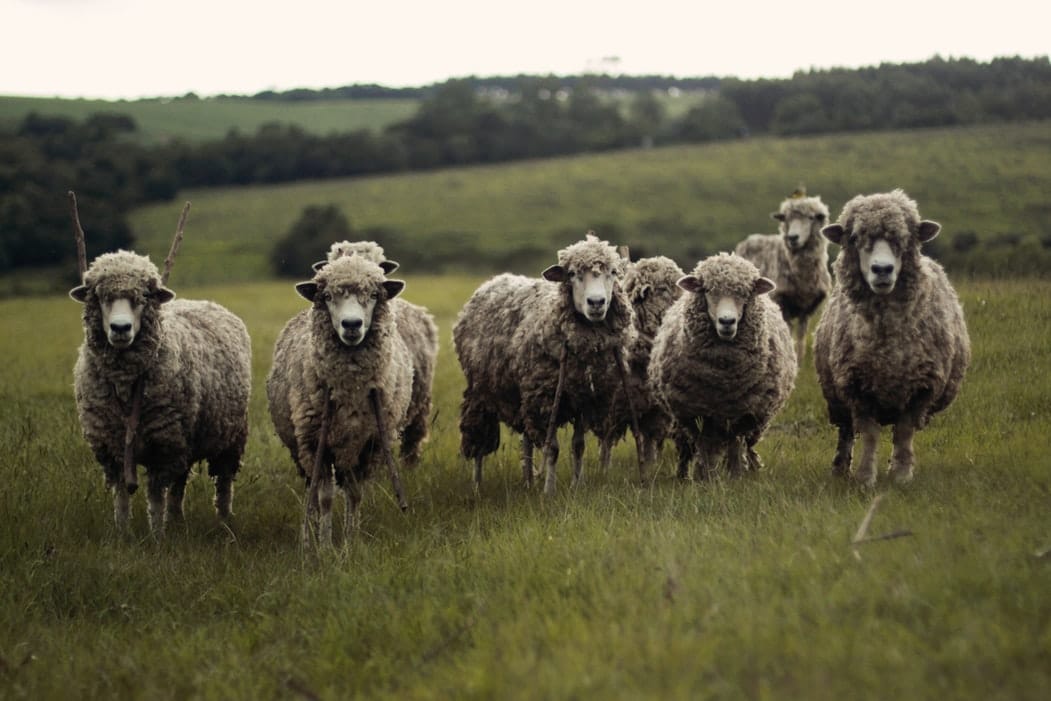 Citation La revanche des moutons : 12 raisons pour lesquelles ils ne sont pas stupides