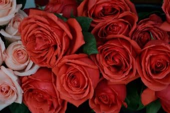 roses-2726960_960_720