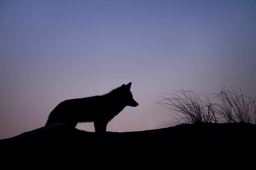 Citation Les Esprits Animaux et Animal de Pouvoir.