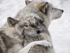La légende amérindienne des deux loups