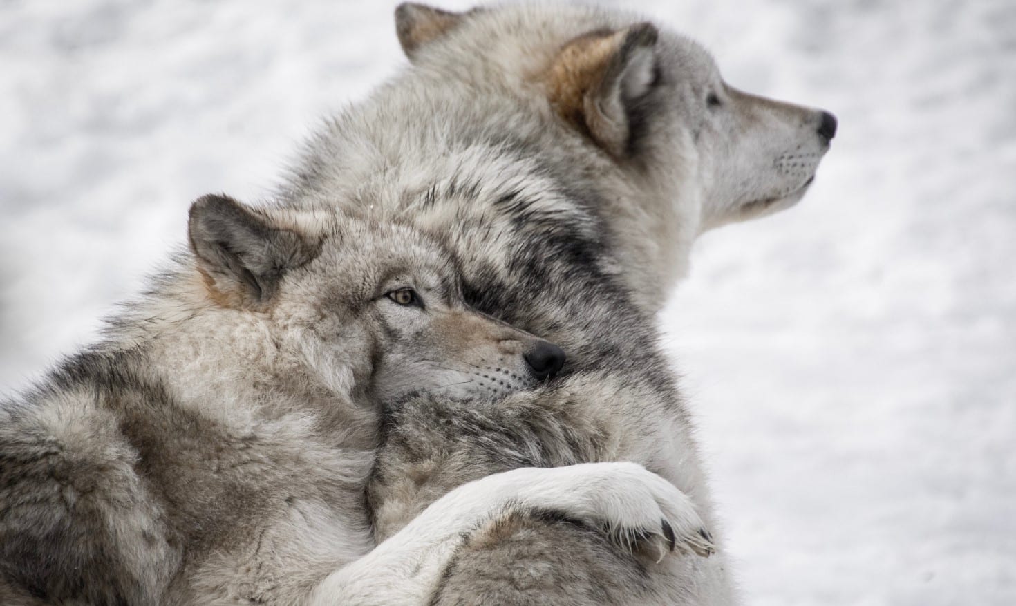 Citation Deux loups intérieurs dominent nos émotions de la vie : Lequel pour vous ?