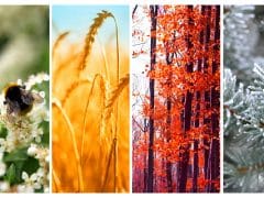 Les 4 saisons de la vie