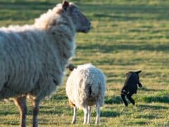 Les "moutons noirs" de la famille