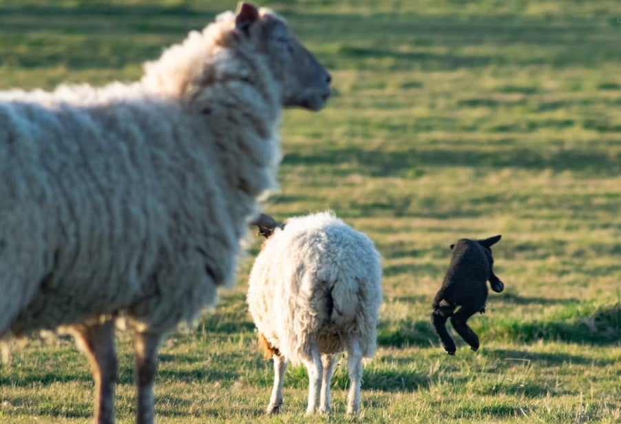 Les "moutons noirs" de la famille